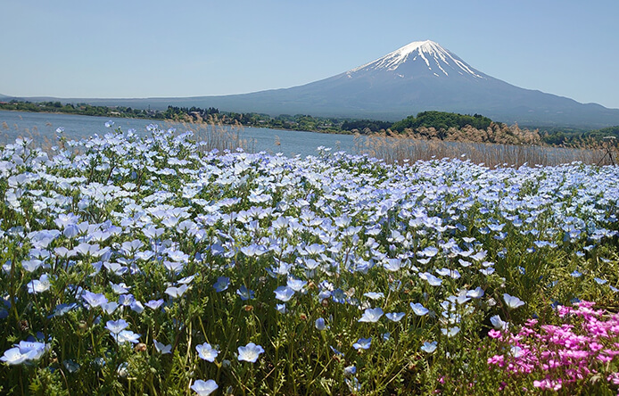 大石公園_ネモフィラと富士山